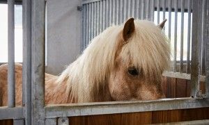 Hestestemning hest i box Byggeri til hestesporten Dansk Halbyggeri